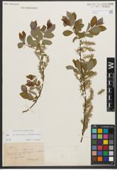 Foto von Salix silesiaca Willd. x Salix starkeana Willd.